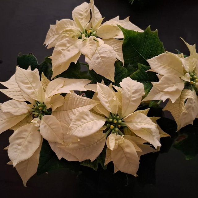 Søndag 7. desember Kl. 11.00: GUDSTJENESTE