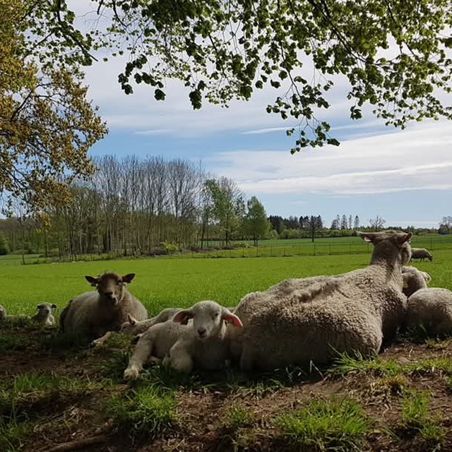 Søndag 11. mai 2025 Kl.11.00: GUDSTJENESTE